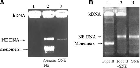 Decatenation Activity Of Topo Ii In Sperm Cells A Somatic Nuclear