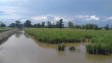 Petani Di Penajam Paser Utara Diharapkan Bisa Tingkatkan Produksi