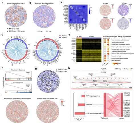 Modulation Of Periportal Hepatocytes On The Metabolic Microenvironment