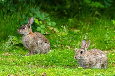 L inquiétante disparition des lapins de garenne en Normandie