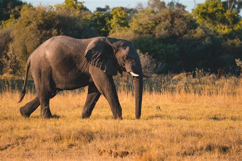 Wildlife in Botswana - Wildlife Tour Guide