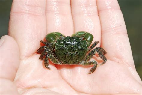 Identifying European Green Crab – Washington Sea Grant