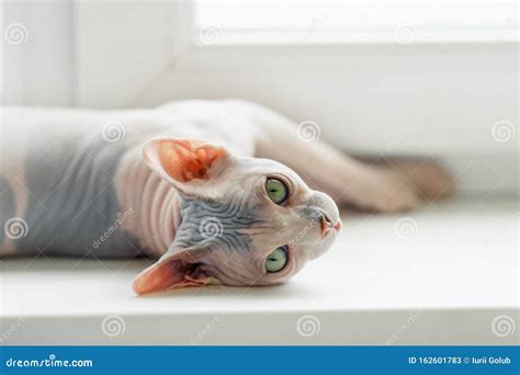 Beautiful Sphynx Cat Stock Image Image Of Light Gentle 162601783