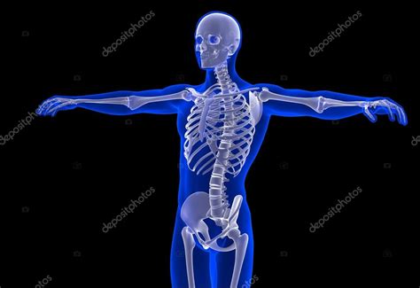 skeleton   man stock photo  kirillm