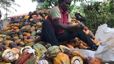 Los Primeros 8 Países Productores De Cacao Metalli Rari