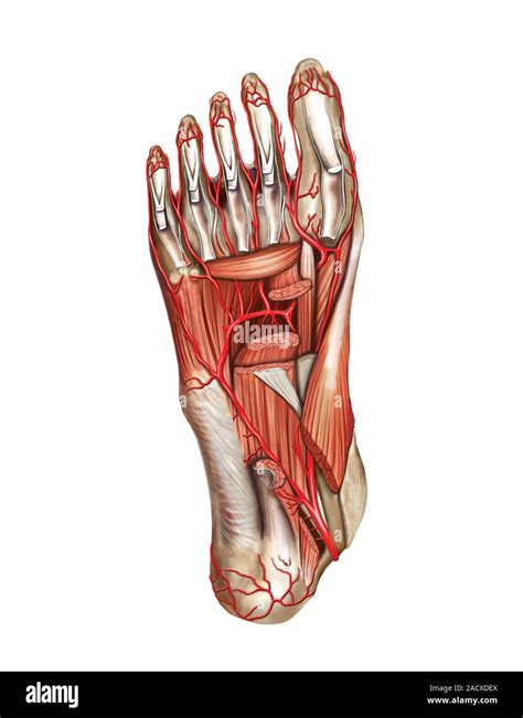 Illustration Of The Arterial System Of The Lower Limb Foot This