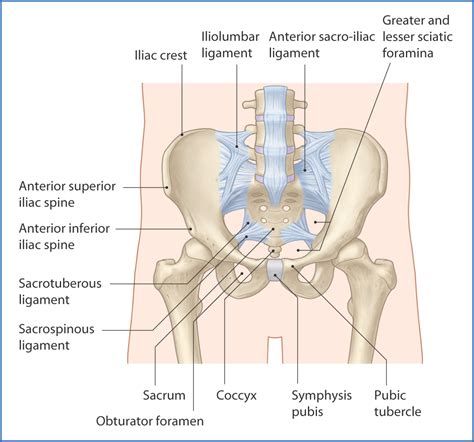 Pelvic Girdle | Basicmedical Key