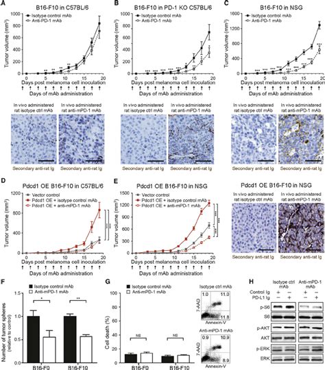 Anti PD 1 Blocking Antibody Inhibits Murine Melanoma Growth In