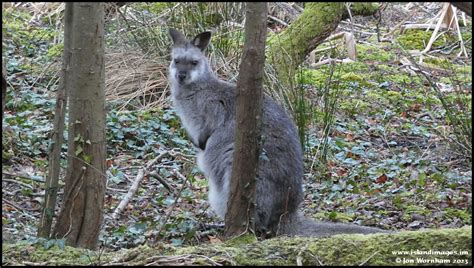 Wild Wallaby Ballaugh Curragh Isle Of Man