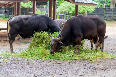 "Ankole Cattle" Images – Browse 2,224 Stock Photos, Vectors, and Video ...