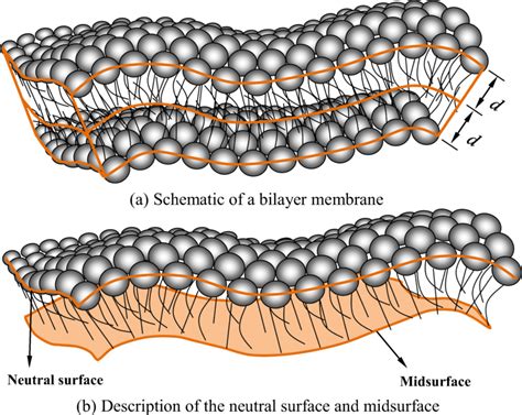 A Lipid Bilayer Membrane A Schematic Of A Bilayer Membrane B