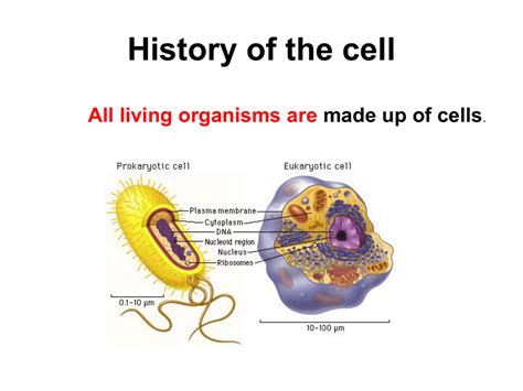 Eukaryotic Cell Types