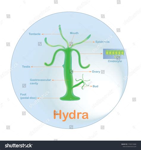 Structure Of A Hydra Stock Vector Illustration Of
