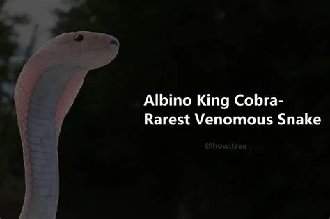 Albino King Cobra- Rarest Venomous Snake: Wiki & Facts