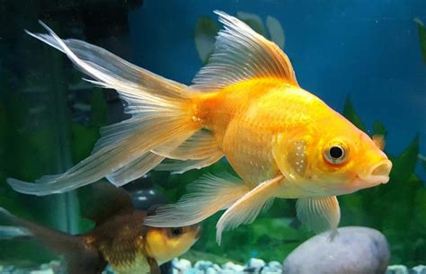 How to Take Care of New Goldfish Properly | LoveToKnow