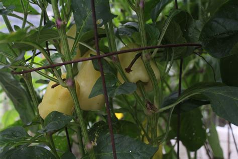 Topsy Turvy Bell Peppers Growing The Wrong Wayup Anyon Flickr