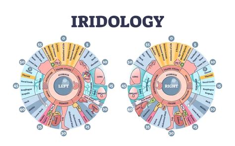 Iridolog A Como Monitorizaci N Del Iris Ocular Y Diagn Stico De