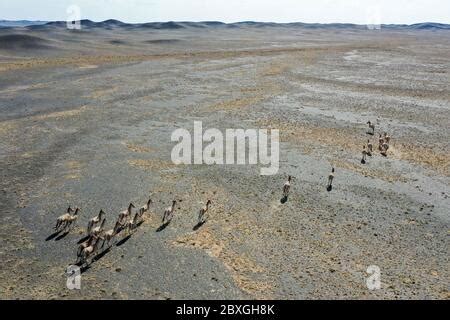 Altay Th June Aerial Photo Taken On June Shows Onagers