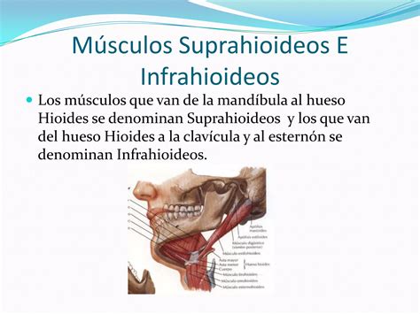 M Sculos Y Huesos De La Masticacion Ppt Descarga Gratuita