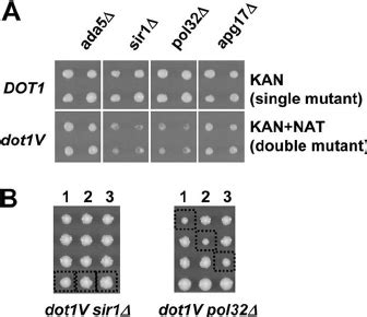 Synthetic Lethal Screens By Sga Analysis Reveal Synthetic Genetic