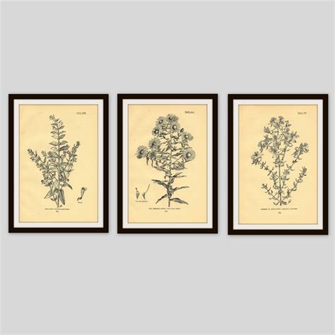 Any 3 Botanical Prints Set Of 3 Antique Botanical Botanical Print Set Set Of Prints Cottage