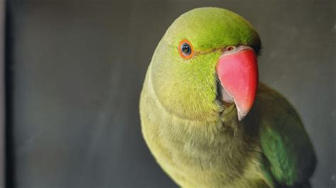 Ring Neck Tudo o que você precisa saber sobre essa ave encantadora