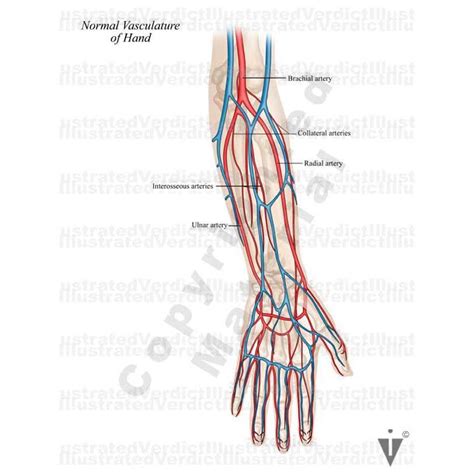 Stock Arm Normal Anatomy — Illustrated Verdict