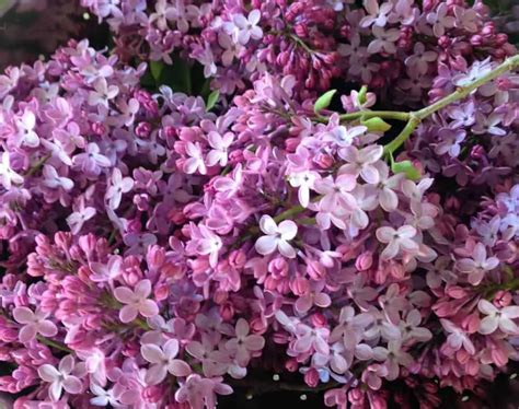 How to Plant a Lilac Hedge