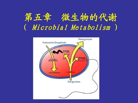 5 2微生物的代谢word文档在线阅读与下载无忧文档