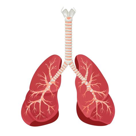 Diagram Of Human Lungs And Trachea Respiratory System Healthy Lungs