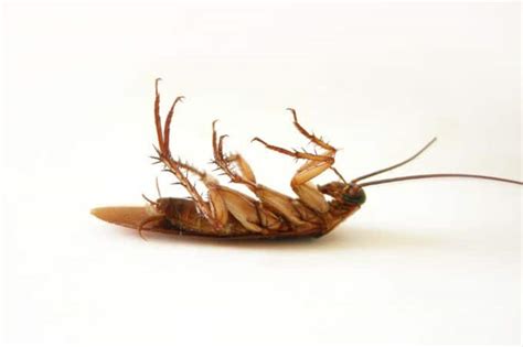 Car Roach: How To Get Rid of A Roach Infestation Inside Your Car