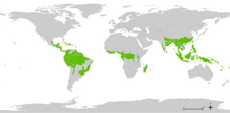 Foresta Pluviale, cos'è? - Natura e Animali