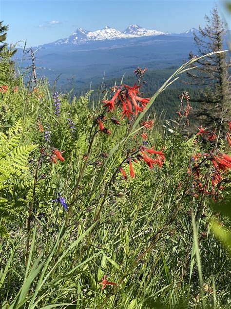 Crescent Mountain Trail Oregon Alltrails