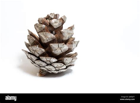 Unpeeled Pinecone Dry Pine Cone Isolated On White Background Conifer