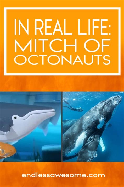 In Real Life Mitch Of Octonauts Endless Awesome