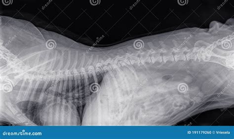 X Ray Of The Sideview Of The Spine Of A Dog With Most Vertebrae Stock