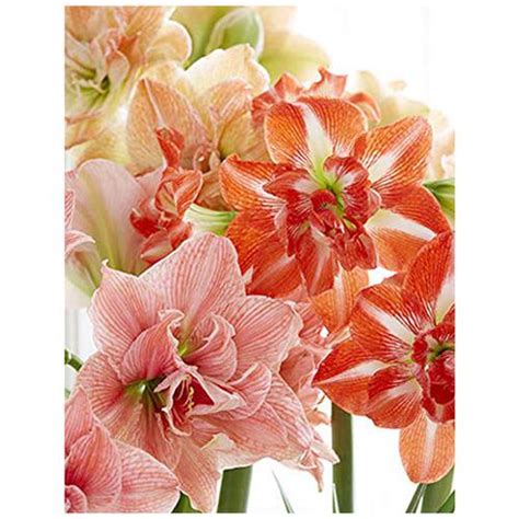 Buy Kraft Seeds Amaryllis Lilly Flower Bulbs Mixed Colours Gladiolus