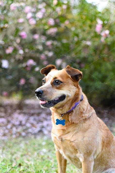 red australian cattle dog stock photo  dog  animal