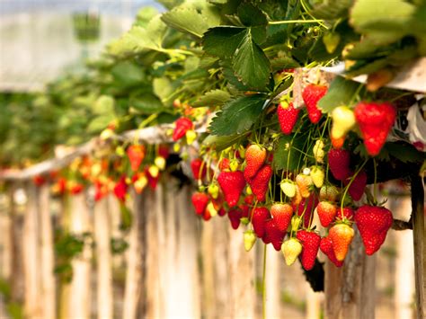 Festa De Flores E Morangos De Atibaia