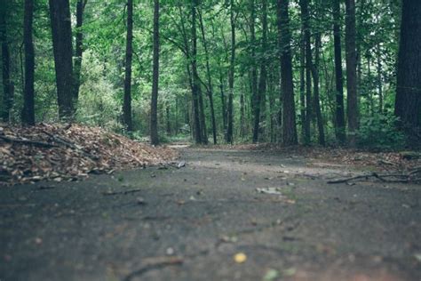 Fotos Gratis Paisaje árbol Naturaleza Bosque Camino Césped Al