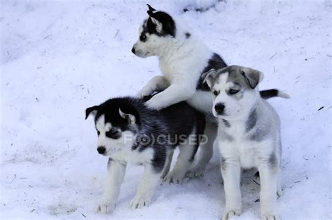 Siberian husky puppies playing in snow. — Three Animals, dogs - Stock ...