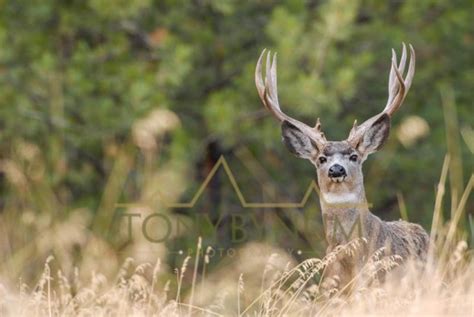 Mule Deer Buck Photographs — Tony Bynum Photography