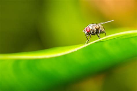 Fly On Top Of Green Leaves Tilt Photography Hd Wallpaper Wallpaper Flare