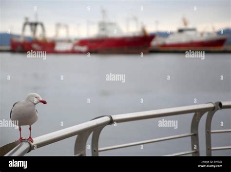 Seagull Ushuaia Argentina Stock Photo Alamy