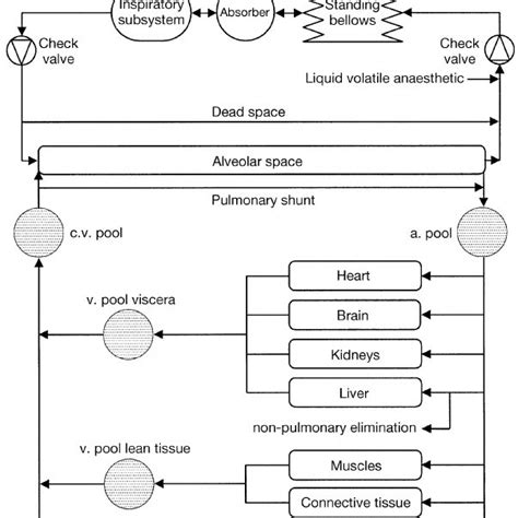 Schematic diagram of anaesthetic breathing system: stylized functional ...