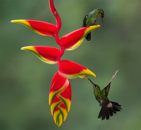 Heliconias O Diosas Del Tr Pico