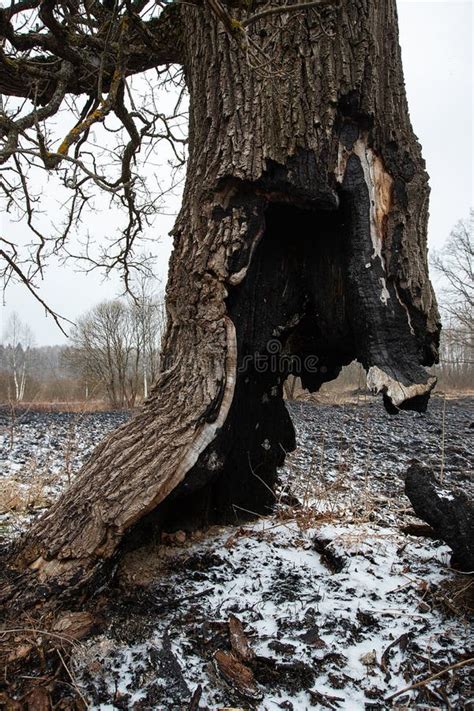 A Burnt Tree Trunk After A Fire Stock Image Image Of Burnt Color