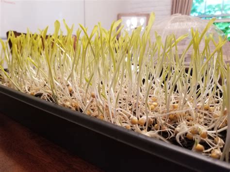 The Secret To Growing Sweet Corn Microgreens Thistle Downs Farm