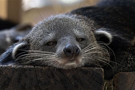 Catching up with the binturong family - Zoo Atlanta