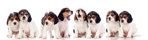 Beagle Growth Chart & Size Chart | How Big Do Beagles Get